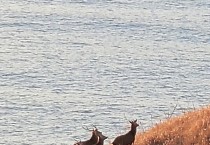 환경부 안마도 꽃사슴 유해야생동물로 지정하고 관리 강화 추진