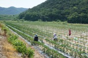 “사람이 없다”···불법체류 외국인에 의존하는 영광 ‘농촌’