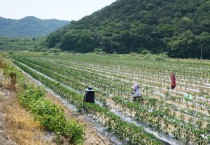 “사람이 없다”···불법체류 외국인에 의존하는 영광 ‘농촌’