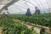 영광군, 딸기 수경재배 시험 ‘실증으로 답 찾다’