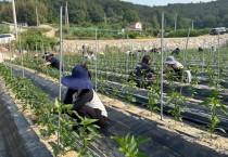“구슬땀으로 전한 온기”…영광군농업기술센터, 농가 일손 부족 해소 나서
