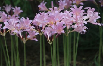 영광 상사화축제, 원칙은 지켜야