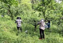 군남면, 영농철 맞아 매실 농가 일손 돕기 나서