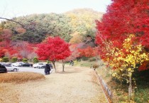 단풍으로 붉게 물든 아름다운 영광 불갑사