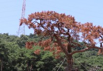 명품소나무야 넌 왜 죽어가니?? 백수 장산로타리 명품 소나무 식재 1년여만에 고사 위기