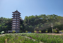 영광군, 경관조성용 창포 식재로 관광객에게 큰 호응