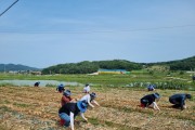 영광군청 경제에너지과, 농촌 일손돕기 추진