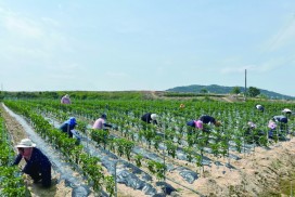 사회복지과, 영농철 농촌 일손 돕기 활동 참여