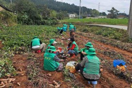 홍농읍 새마을부녀회, 고구마 수확 일손 돕기 봉사 나서