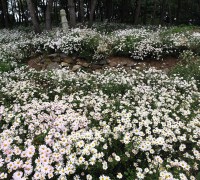 가을정취 물씬∼ 백수해안도로 꽃동산 구절초 만개