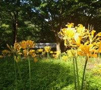 영광 불갑사 관광지 내 진노랑분홍상사화 만개